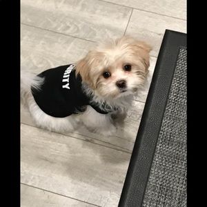 XS Dog Security Sweater